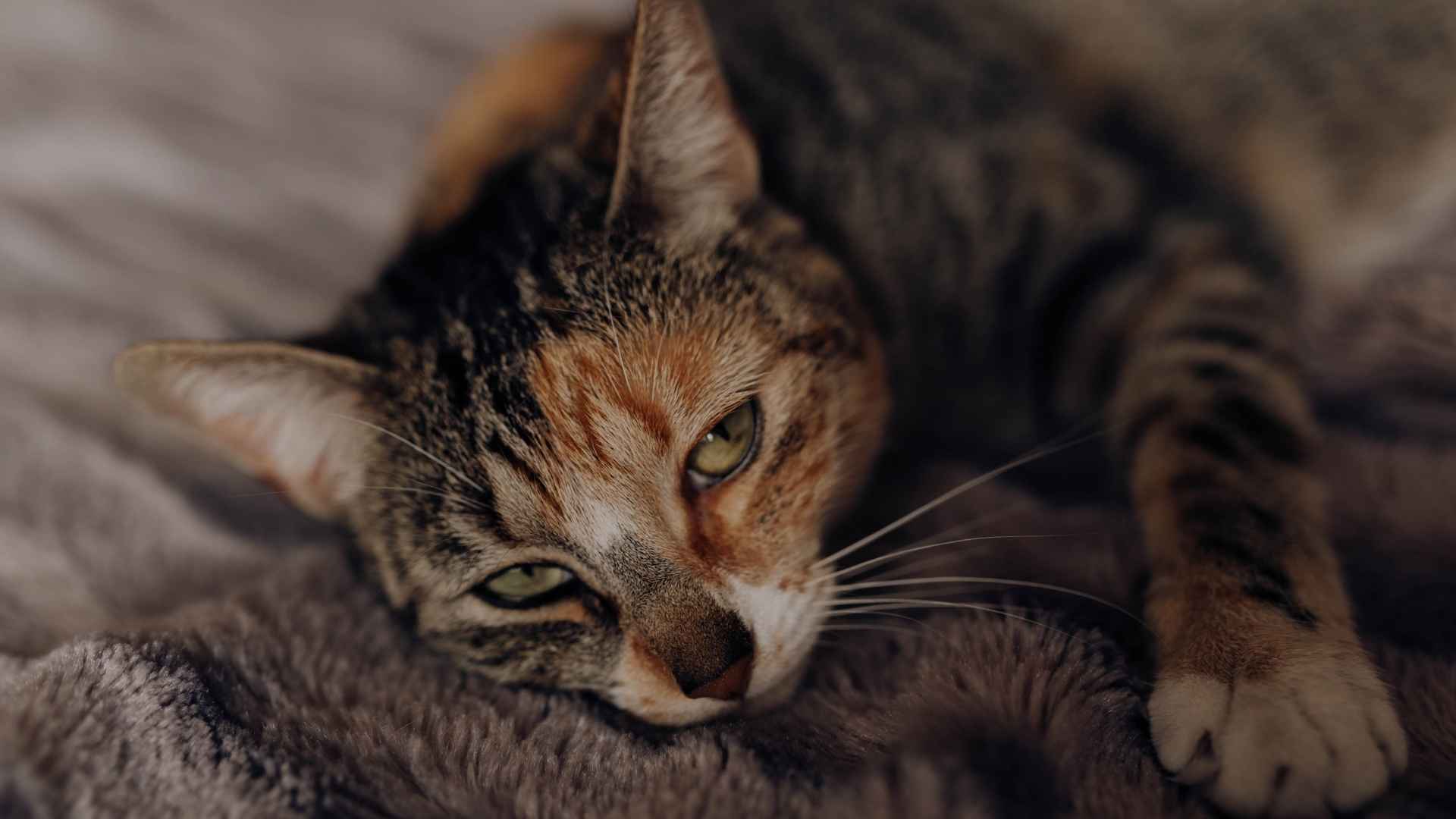 Gato positivo a FeLV